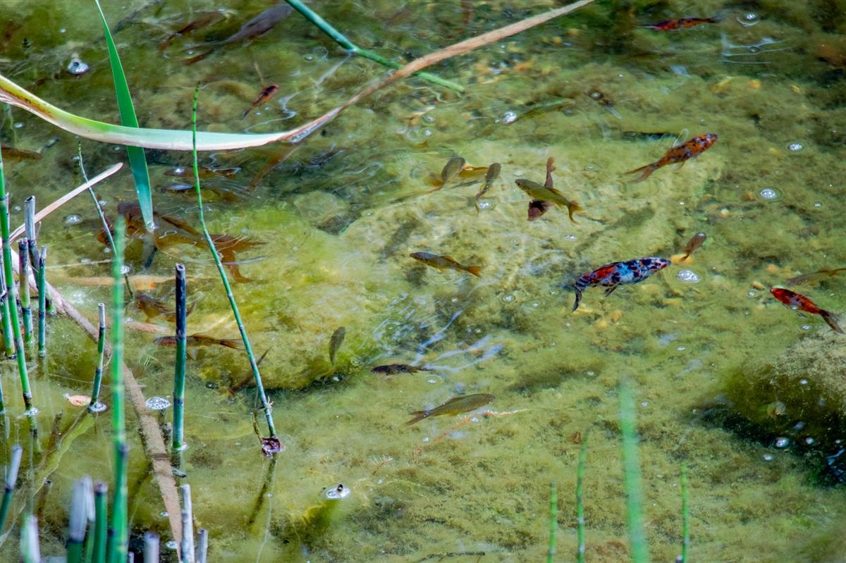 Garden - MOODIST HOSPITAL