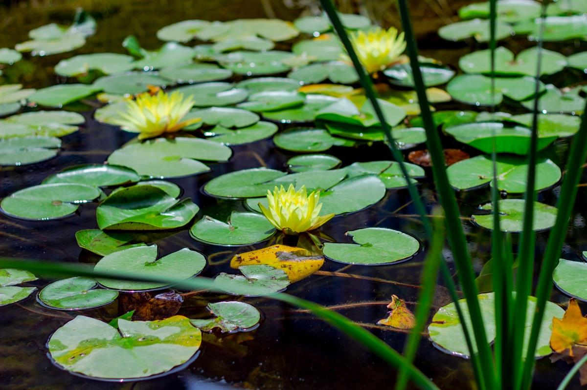 Garden - MOODIST HOSPITAL